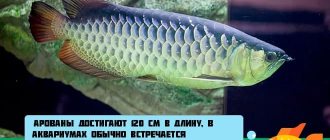 арована серебряная