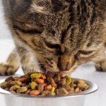 чем побаловать котика