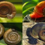 Улитка Катушка